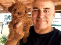 Poodle efsane TEACUP Bebekler