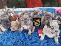 Özel renkler French Bulldog yavrularımız