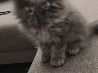 Yün Yumağı Çok Tatlı Chinchilla Yavrularım