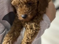 Orjinal Kore toy poodle erkek üst kalite ırk garantili