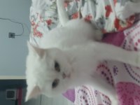 Sahiplendirme british shorthair