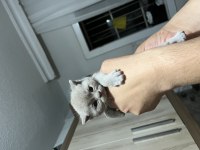 Minik scottish fold bebeklerim