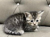 2 Aylık British Longhair ve Siyam Yavrular Yuva Arıyor