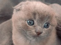Ücretli sahiplendirme scottish fold