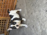 Erkek french bulldog yavrusu