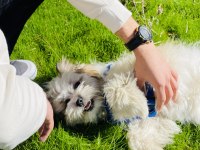 Acil köpeğimiz