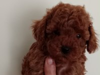 Poodle akademi