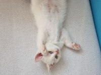 Scottish Fold Yavru Kedimiz