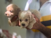 Maltipoo Yavrularımız