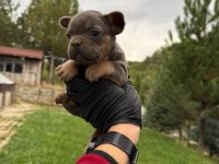 Blue tan french bulldog yavrular