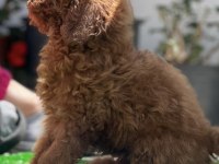 Orjinal kore toy poodle yavrularımız
