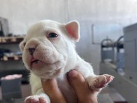 French bulldog köpeğimiz sütten kesildi