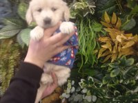Üst düzey bir dişi ve bir erkek golden retriever