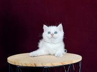 Dişi ve erkek british shorthair bebeklerim