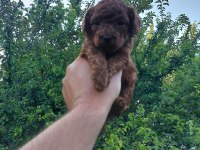 RED BROWN KORE SAFKAN TOY POODLE YAVRULARIMIZ