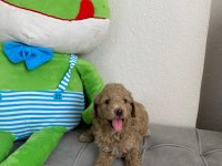 Sevimli maltipoo köpekler