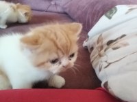 İran persian saf bebekler