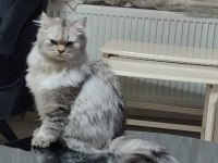 British Longhair kedime eş arıyoruz