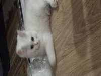 2 chinchilla kedim olduğu için sahiplendiriyorum