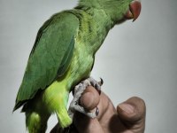 Bebek pakistan papağanı yavrusu