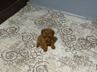 Kore toy poodle teacup kg garantili