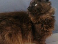 Safkan minik dev maine coon