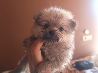 Pofuduk Pomeranian Minişler