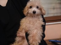 AİLEYE MAMA KARŞILIĞI ERKEK TOY POODLE