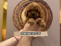 Red Toy Poodle