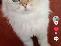 Tatlı kediler