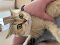 Ücretsiz British Shorthair Golden Dişi