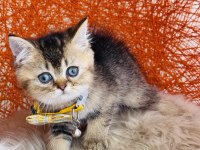 British shorthair black golden yavru
