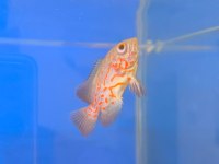 Astronot balığı yavru albino kaplan 6 8 cm