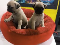 A kalite Pug Mops yavrularımız