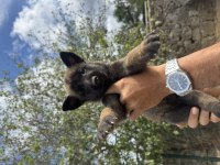 Mükemmel malinois köpekler