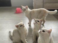 3 aylık british shorthair dişi yavrularım
