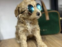 KALİTELİ TOY POODLE YAVRULAR RENKLER MEVCUT