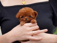 Gerçek Micro Teddy Bear Poodle yavrularımız