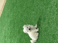 Oyuncu kore maltese erkek bebek