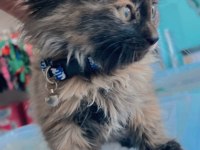 Tekir ve british longhair yavrusu