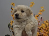 Maltipoo yavrum 55 günlük
