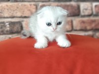 Scottish Fold Dişi Yavru