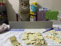 1 yaşında erkek golden tabby kedimiz
