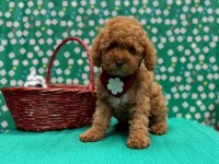 Safkan Toy Poodle Bebekler
