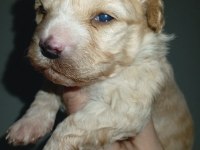 Dişi ve erkek 20 günlük rezerve açık bebiş maltipoo köpekler
