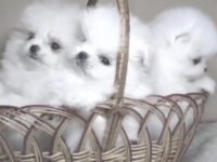 Yavru Pomeranian Boo