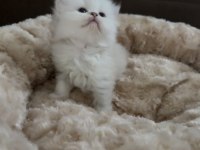 British Longhair Bebekler