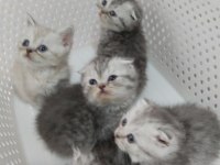 Harika scottish fold yavrular
