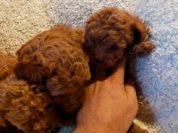 Ankaranın En Seçkin Redbrown Toy Poodle Yavrularımız