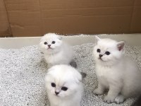 Scottish fold & British blue point